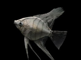 Pterophyllum scalare freshwater angelfish 3d model preview