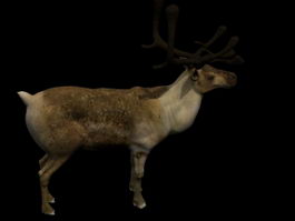 Reindeer 3d model preview