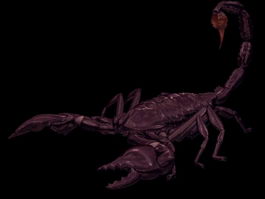 Arachnida scorpion 3d model preview