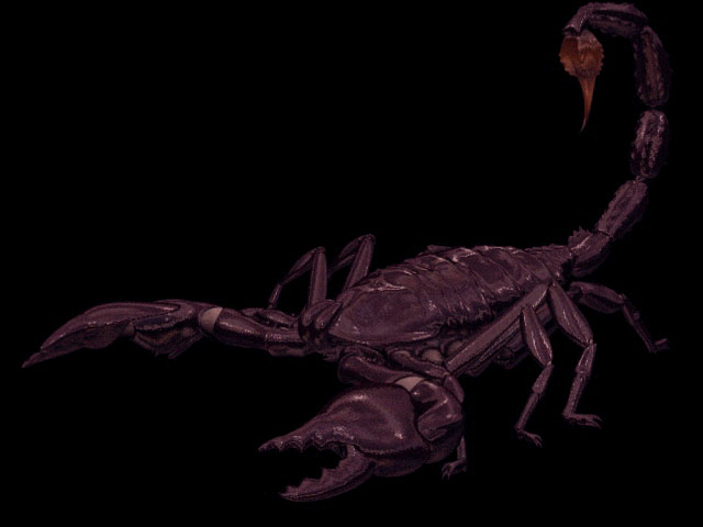 Arachnida scorpion 3d rendering