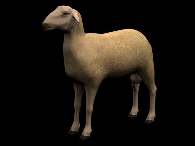 Spanish Sheep Ovis aries 3d rendering