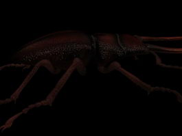 Stag beetle 3d preview