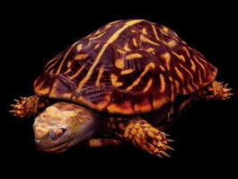 Terrapene ornata turtle 3d model preview