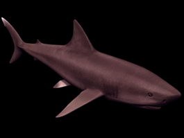 Great white shark 3d model preview