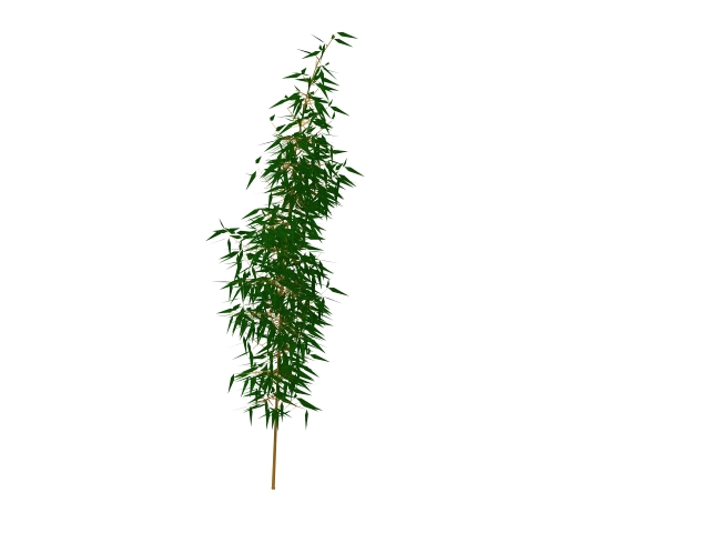 Woody plants bamboo 3d rendering