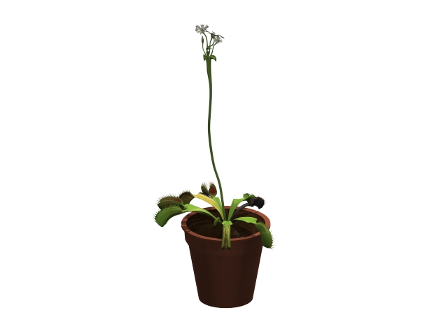 Potted cape sundew 3d rendering