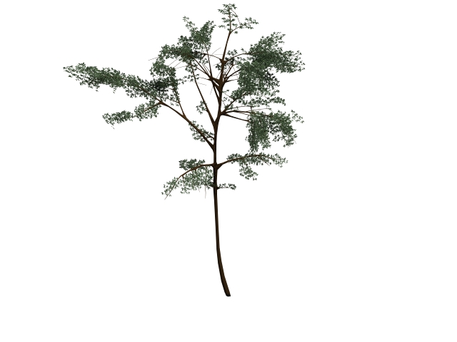 Acacia thorntree 3d rendering
