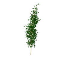 Woody plants bamboo 3d model preview