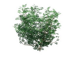 Laburnum alpinum tree 3d model preview