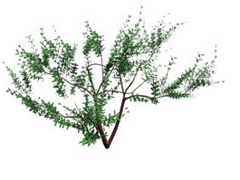 Olea europaea tree 3d model preview