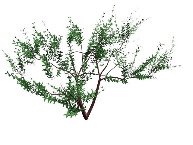 Olea europaea tree 3d rendering