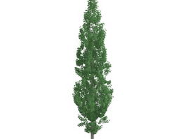Populus tremula tree 3d model preview