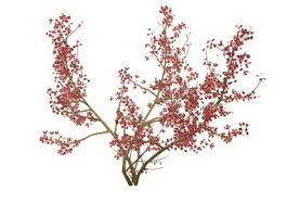 Prunus avium wild cherry tree 3d model preview