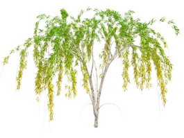 Weeping Willow Tree 3d model preview