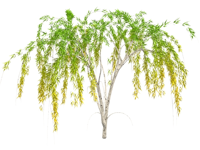 Weeping Willow Tree 3d rendering
