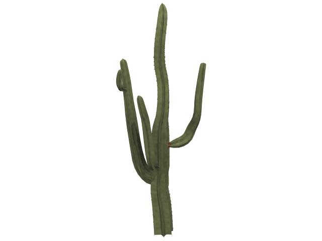 Saguaro 3d rendering