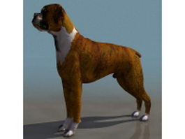 Fawn boxer dog 3d model preview