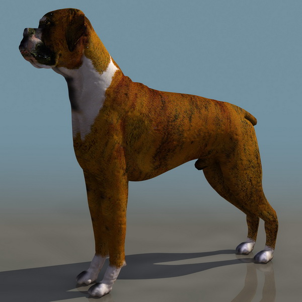Fawn boxer dog 3d model 3ds files free download modeling