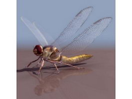 Anaciaeschna jaspidea dragonfly 3d model preview