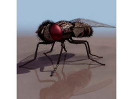 Flesh fly 3d model preview