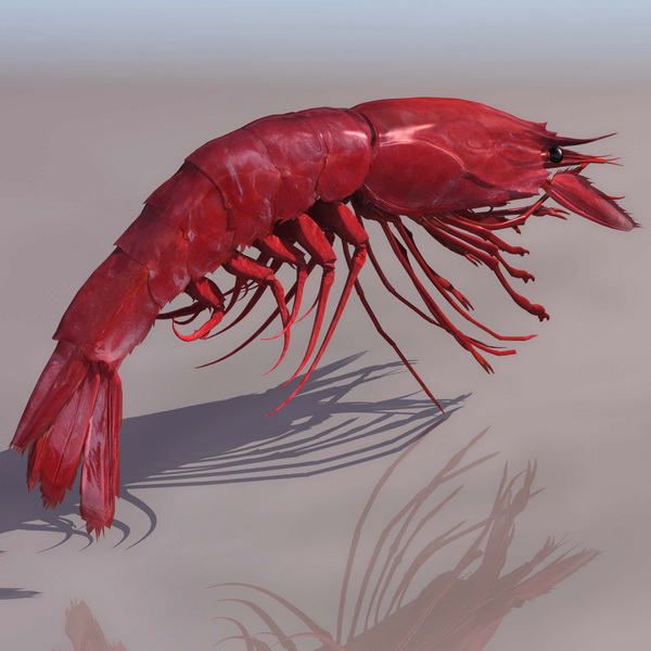 Giant tiger prawn 3d rendering