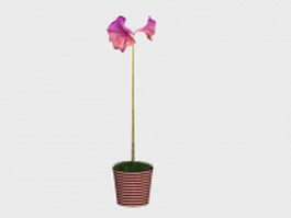 Purple flowering amaryllis potted 3d model preview