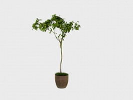 Potted weeping fig tree 3d model preview