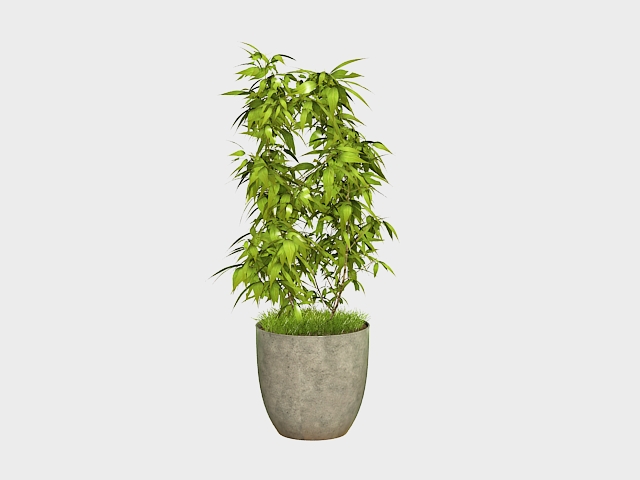 Potted ficus tree 3d rendering