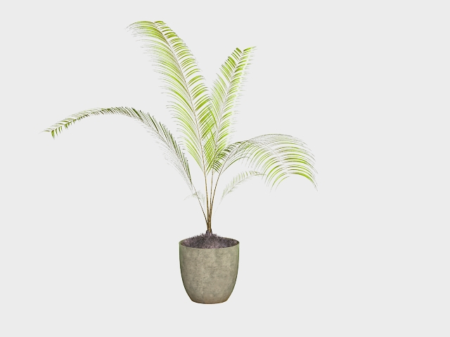 Potted palm tree 3d rendering