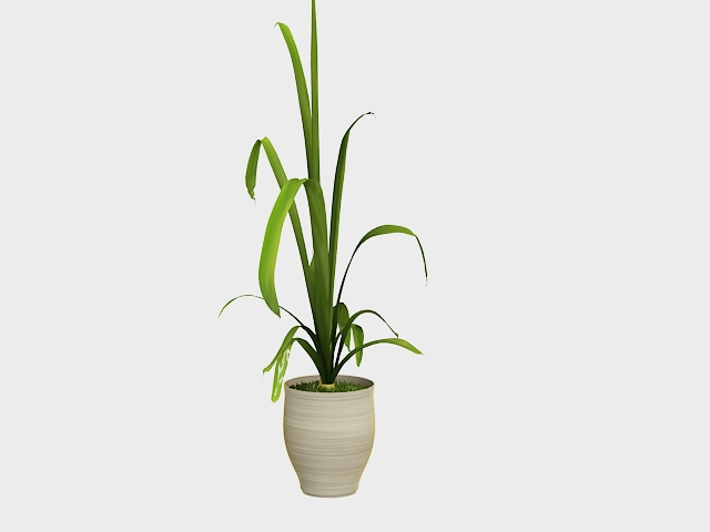 Potted banana tree 3d rendering