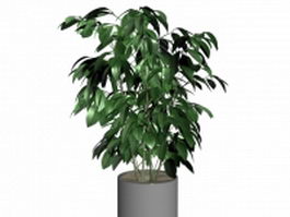 Indoor potted ficus tree 3d model preview
