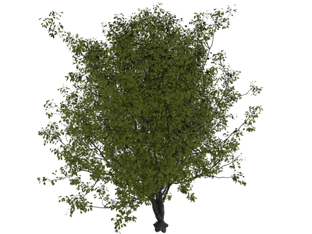 Deciduous tree 3d rendering