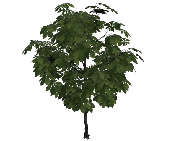 American chestnut tree 3d rendering
