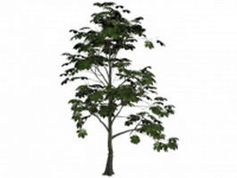 Horse-chestnut tree 3d model preview