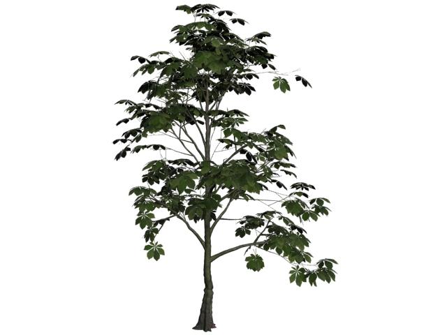 Horse-chestnut tree 3d rendering