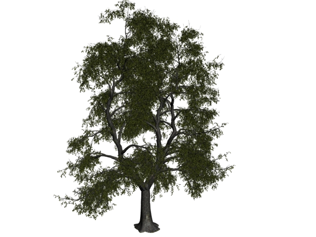 Old lime tree 3d rendering