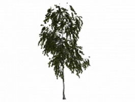American aspen tree 3d model preview