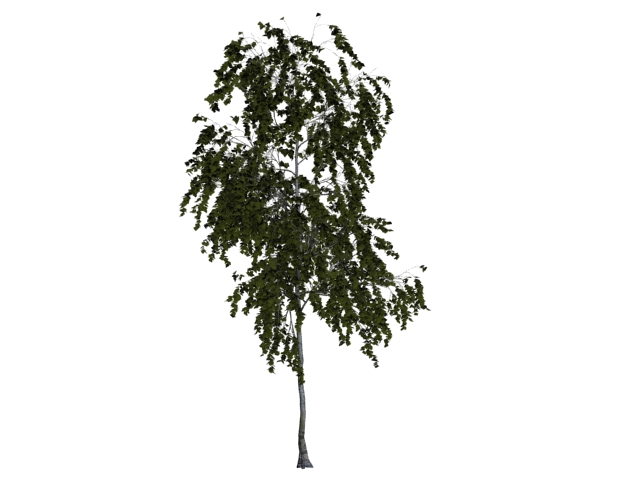 American aspen tree 3d rendering