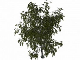Eurasian aspen tree 3d model preview