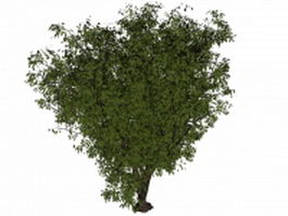 Old apple tree 3d model preview