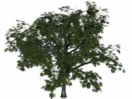 Big sweet chestnut tree 3d model preview