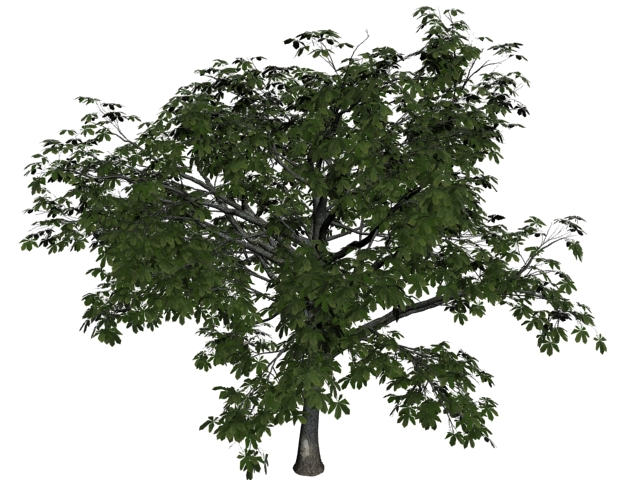 Big sweet chestnut tree 3d rendering