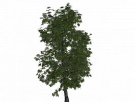 Castanea sativa tree 3d model preview