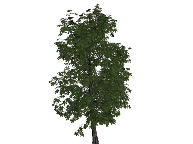 Castanea sativa tree 3d rendering