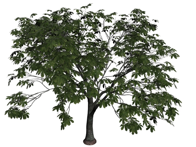Chinese chestnut tree 3d rendering