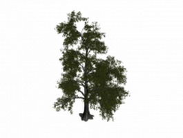 Tilia tomentosa tree 3d model preview