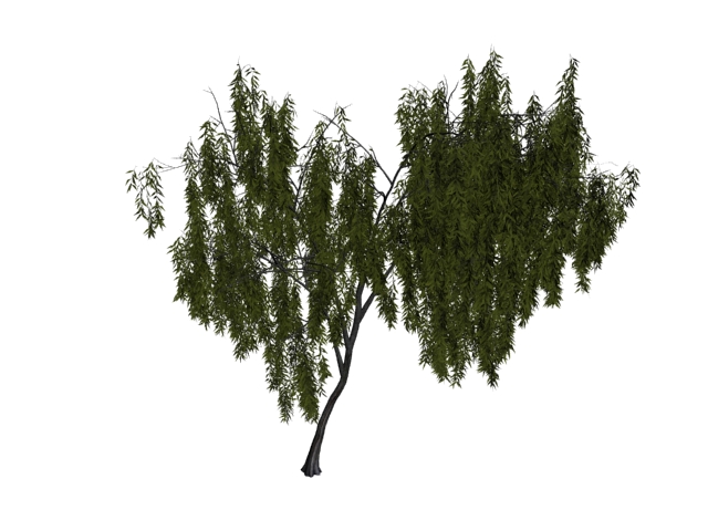 Little tree willow 3d rendering