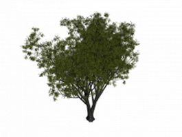 Grey willow tree 3d model preview