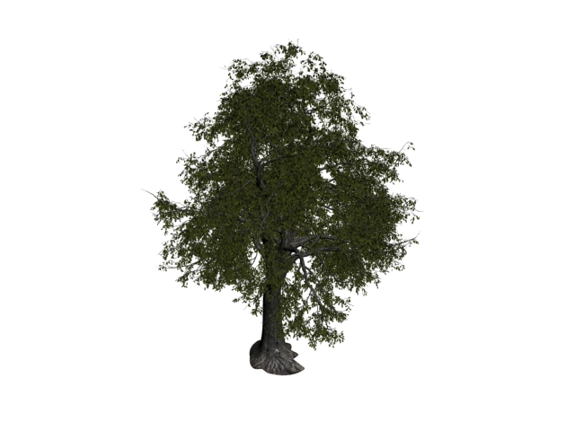 Basswood tree 3d rendering
