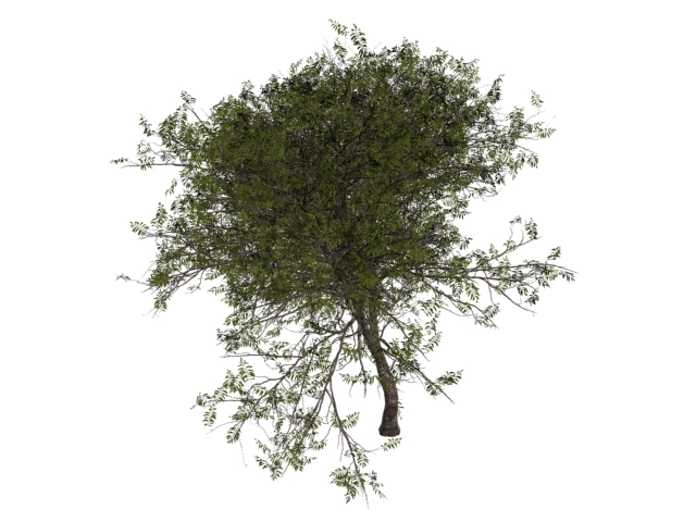 Wild service tree 3d rendering